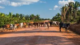 Coches de alquiler en Ariquemes