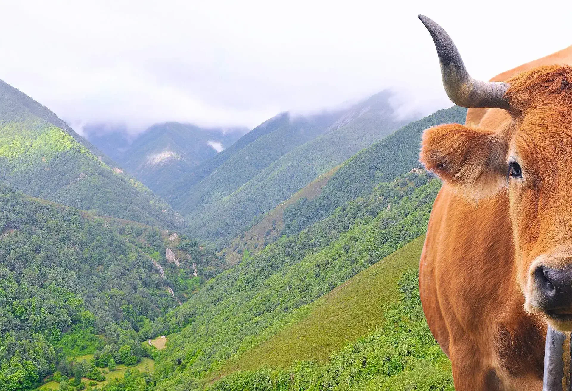 Cow in Muniellos forest in Asturias, Spain.