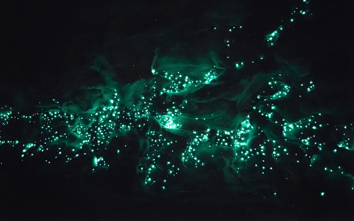 Cuevas de Waitomo