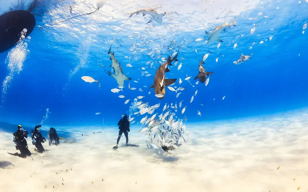 nicolasvoisin44/Shutterstock.com