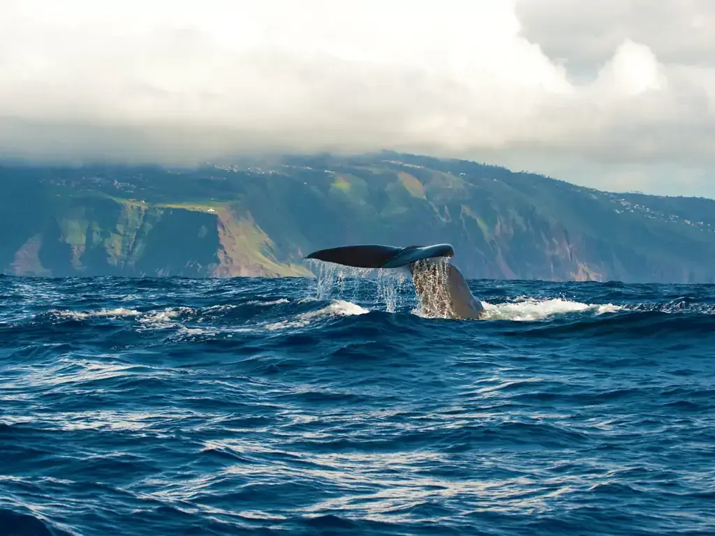 ©Lobosonda – Madeira Whale Watching