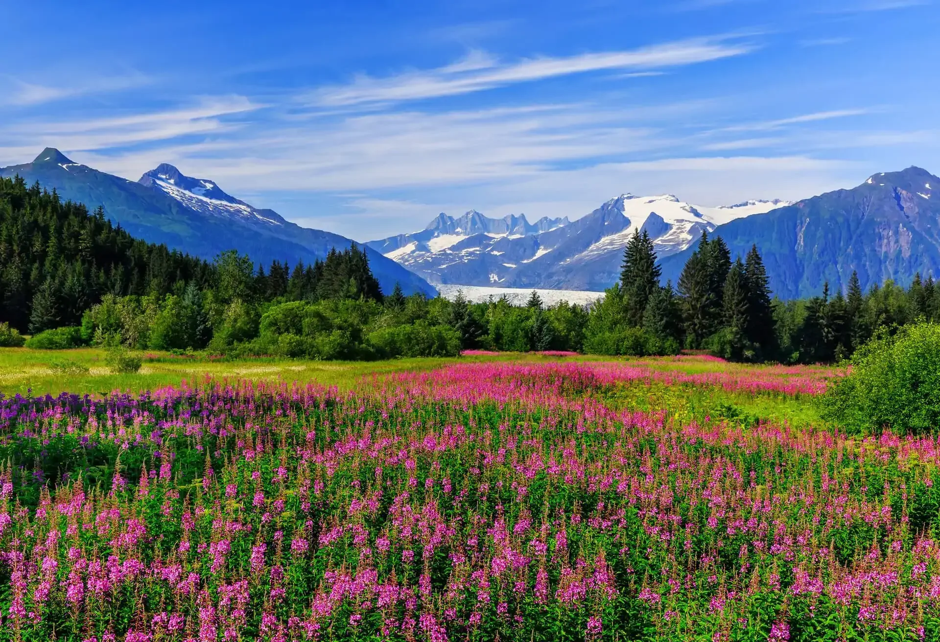 Mirador del glaciar Mendenhall, con plantas silvestres en flor