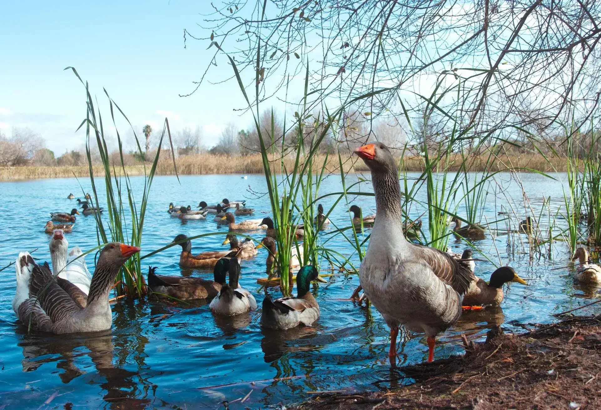 DEST_SPAIN_GANDIA_MARSH_THEME_NATURE_DUCKS_GettyImages-1368746167