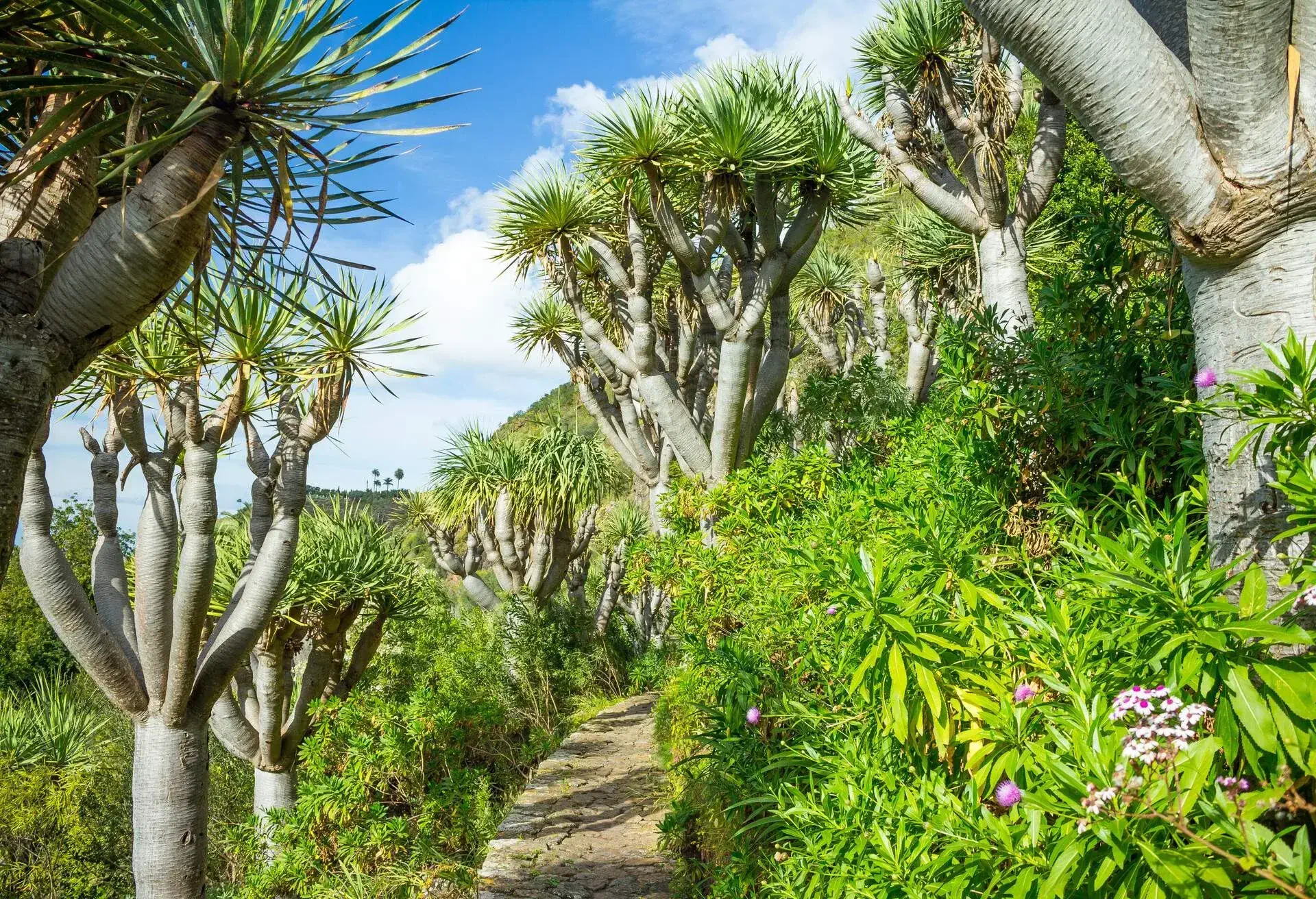 DEST_SPAIN_GRAN_CANARIA_JARDIN_CANARIO_GettyImages-669641596