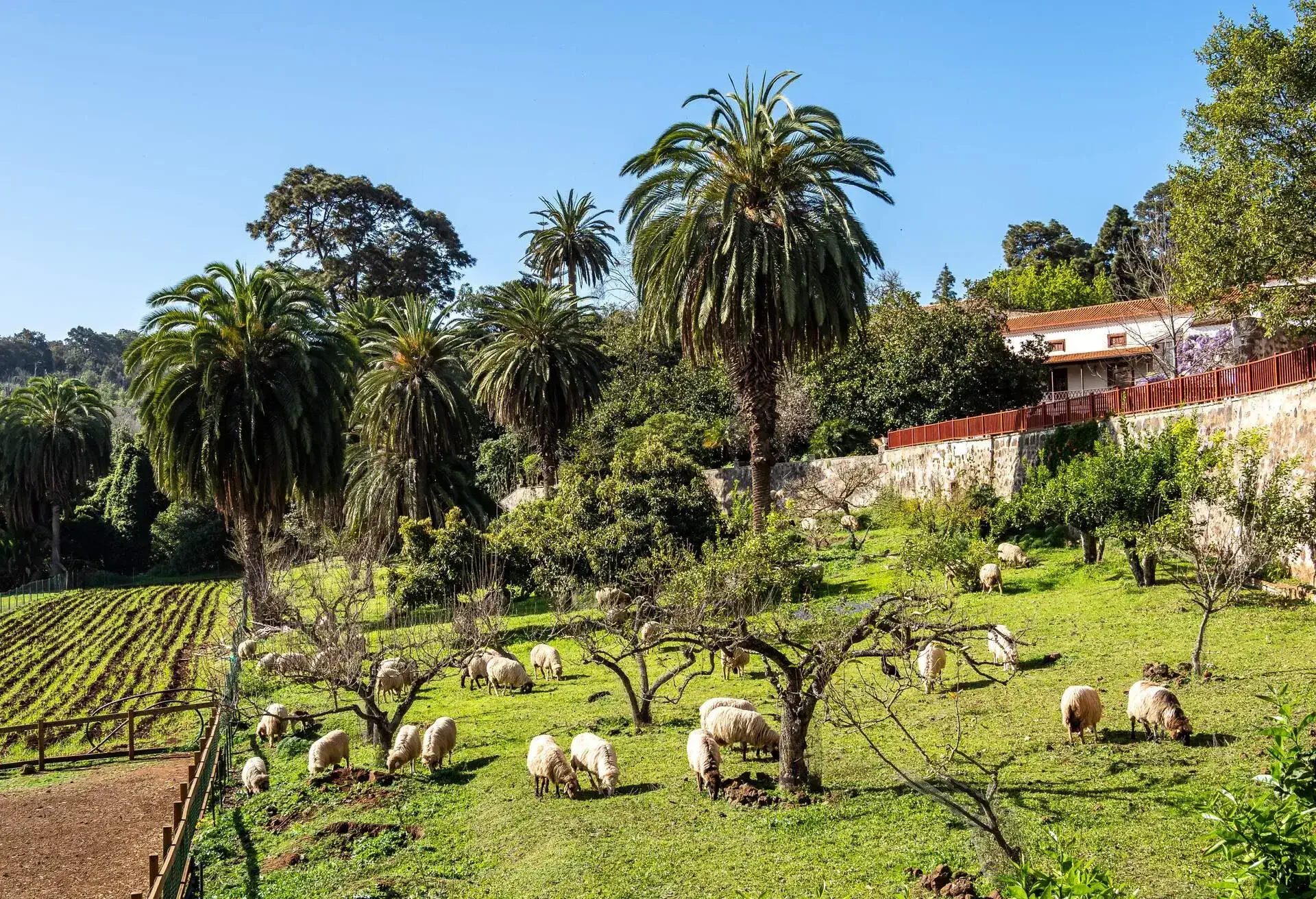 Sheeps in the Finca de Osorio Park near Teror, Gran Canaria Island in Spain