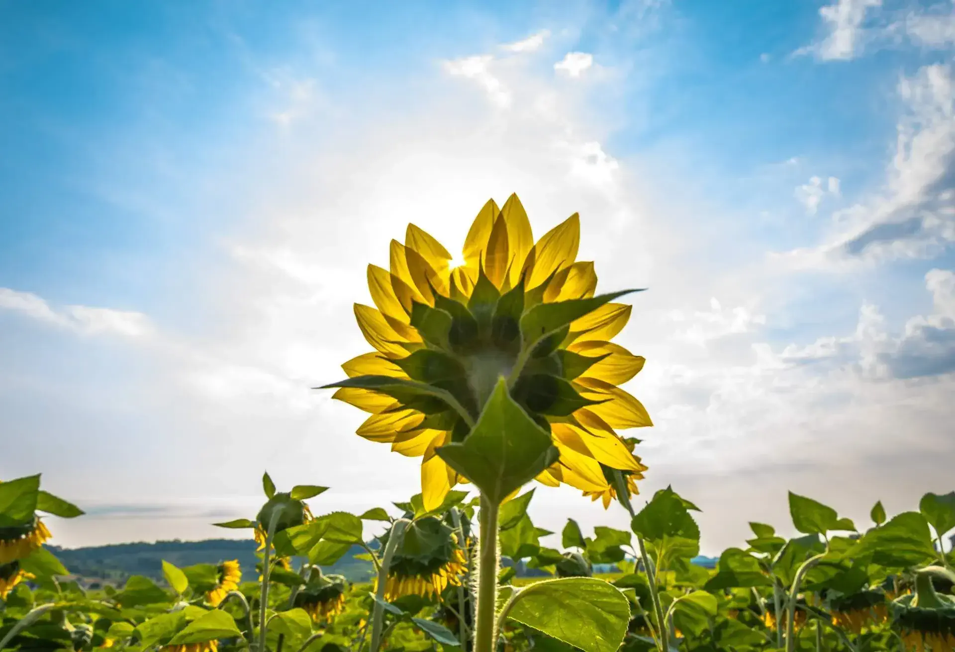 DEST_SPAIN_THEME_NATURE_SUNFLOWER_FIELD_GettyImages-611449745-1.jpg