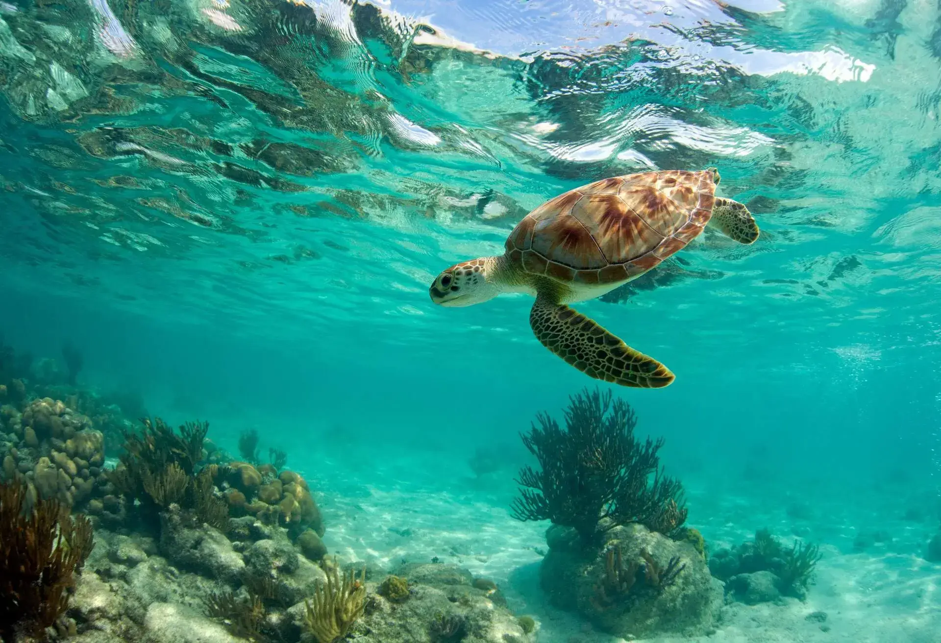 DEST_MEXICO_CANCUN_AKUMAL_SEA-TURTLE_GettyImages-148404563_Universal