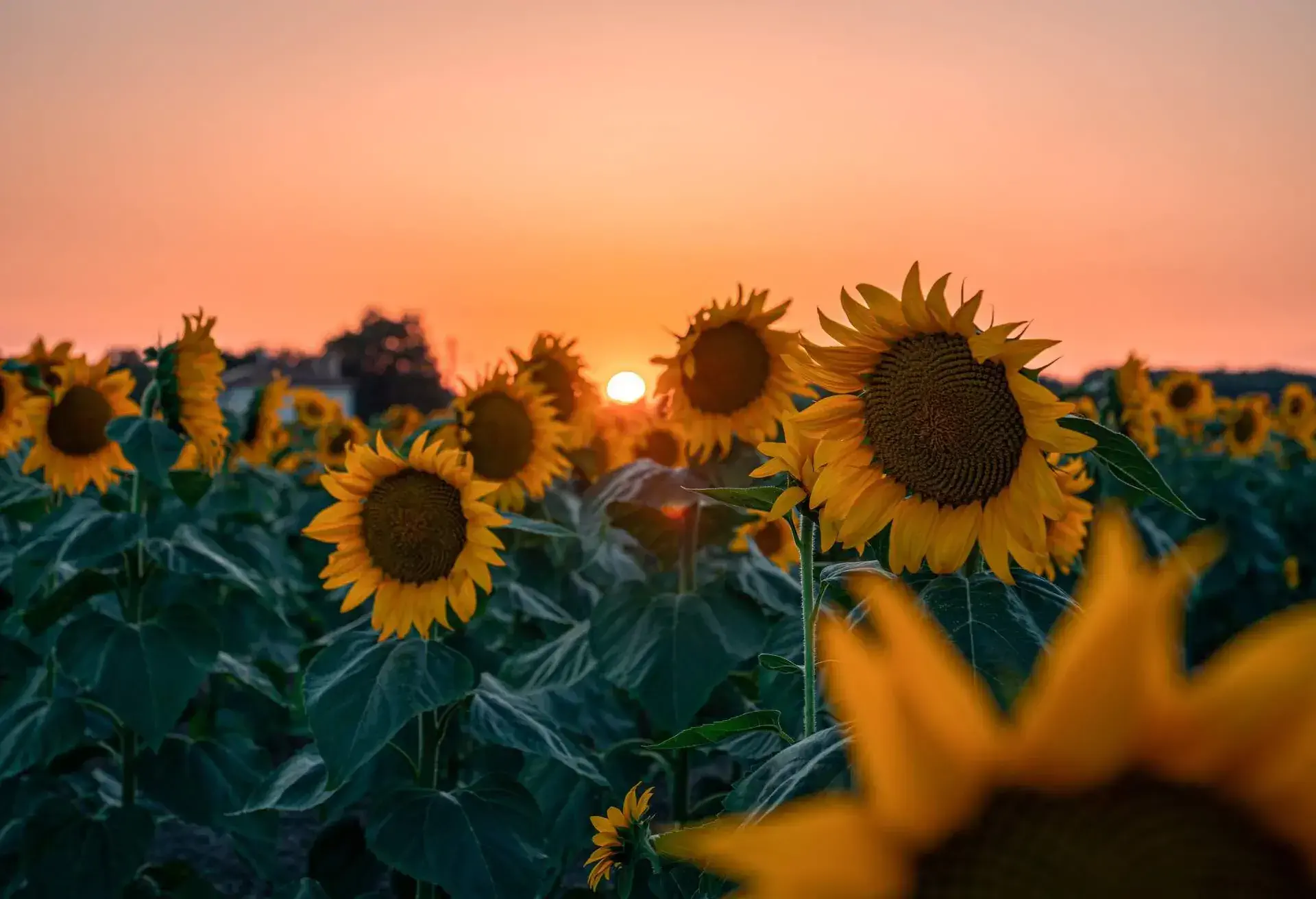 Sunflower field at beautiful sunset.