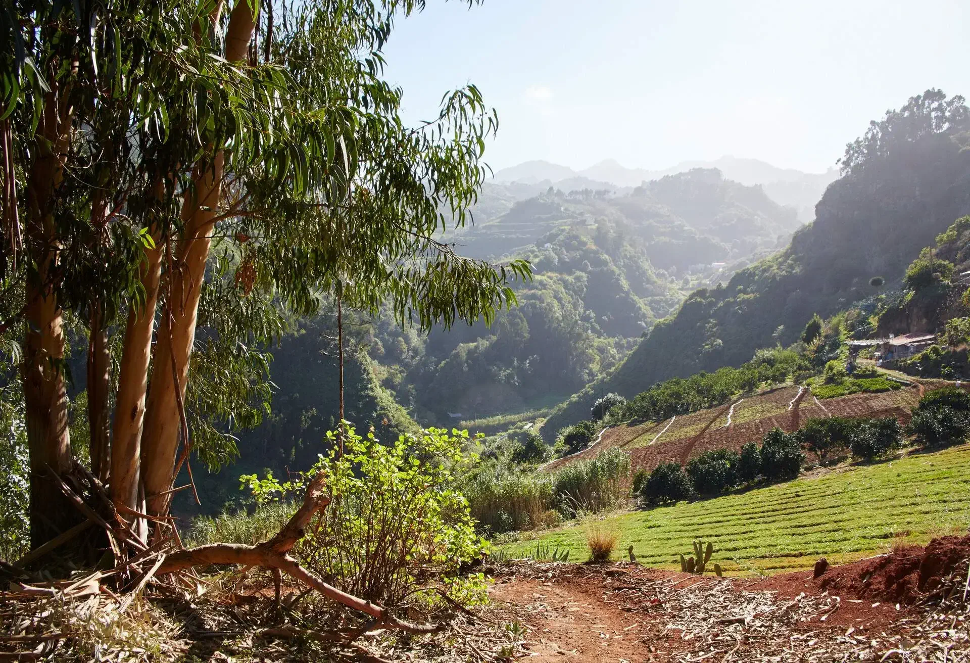 DEST_SPAIN_GRAN_CANARIA_LOS_TILOS_DE_MOYA_GettyImages-639873156