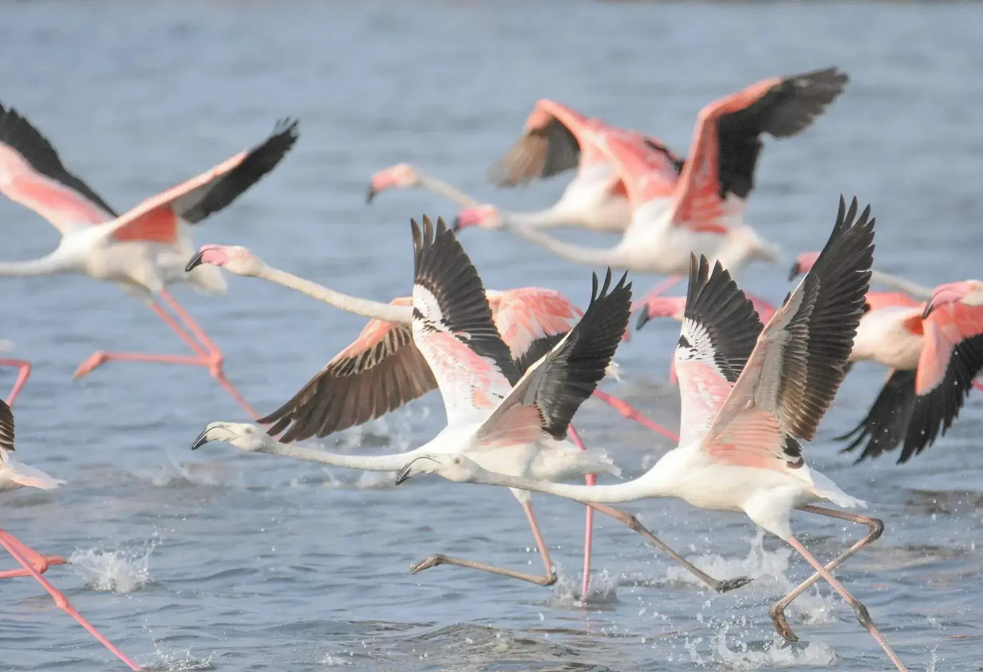 Phoenicopterus roseus.