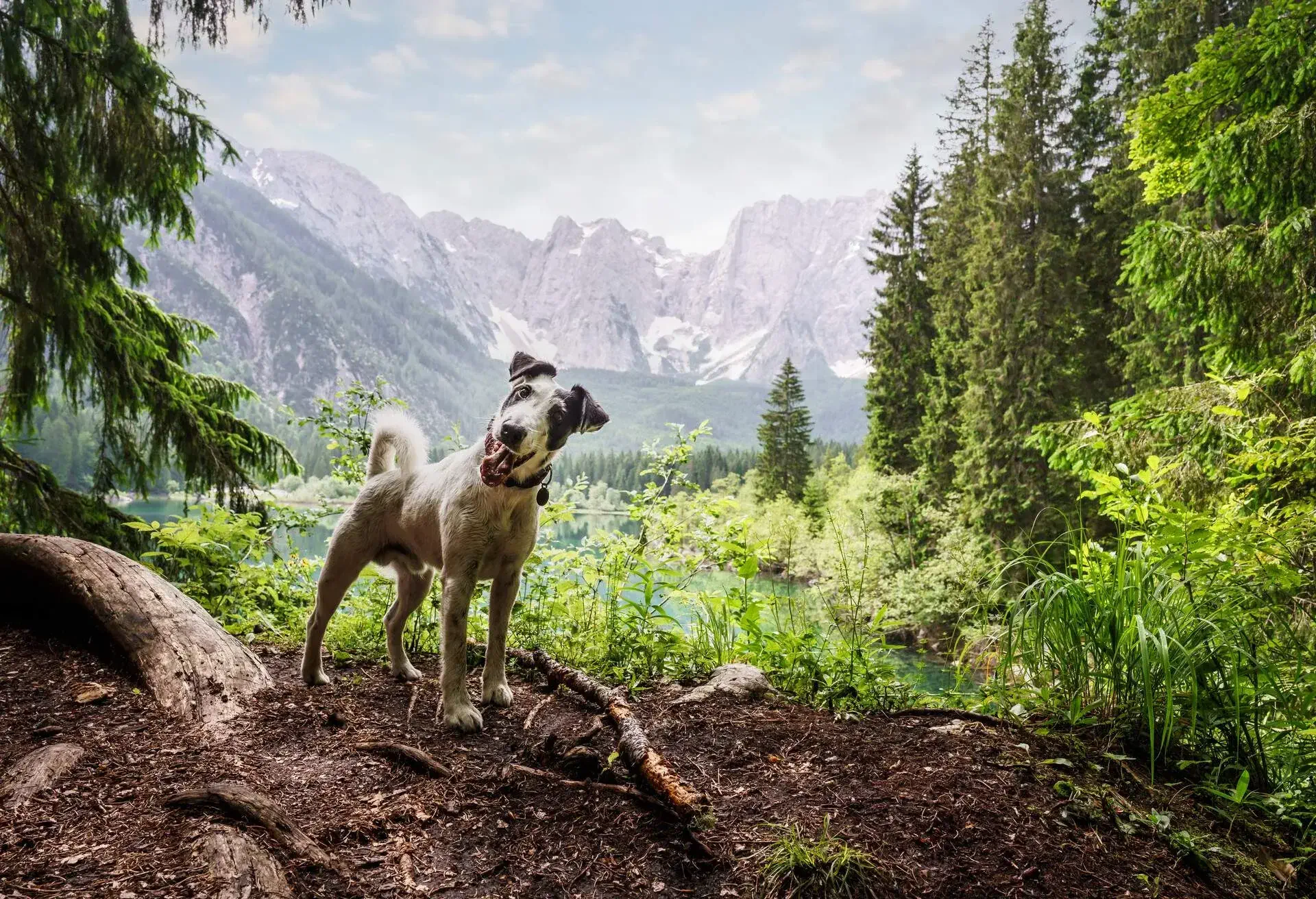 DEST_AUSTRIA_CARINTHIA_THEME_DOG_FOREST_GettyImages