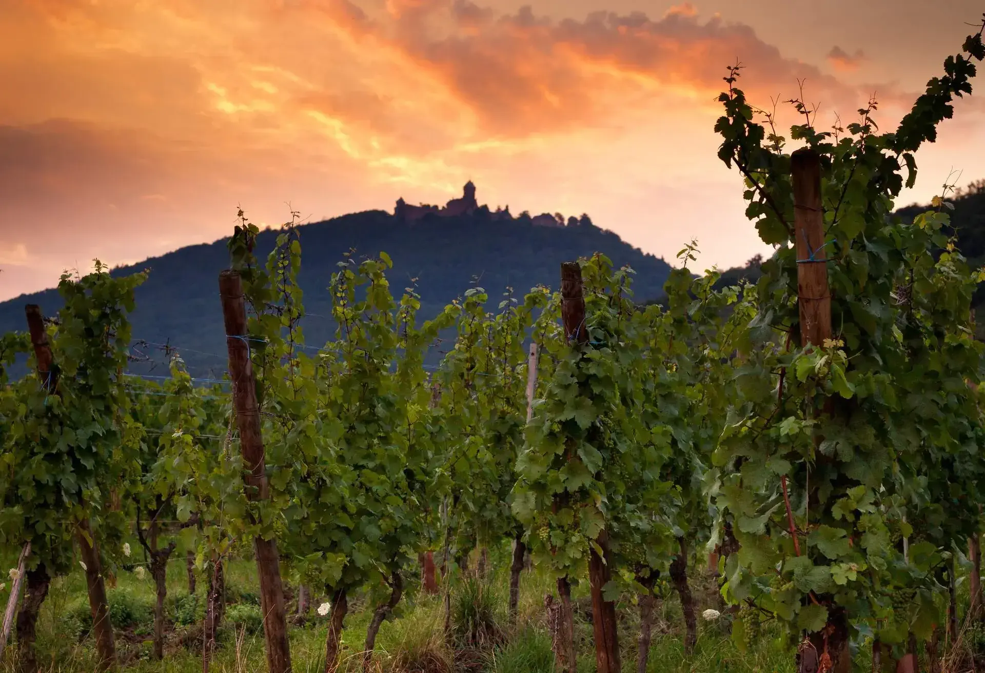 Sunset over the Château du Haut-Koenigsbourg seen on top of the mountain with vineyard in forefront