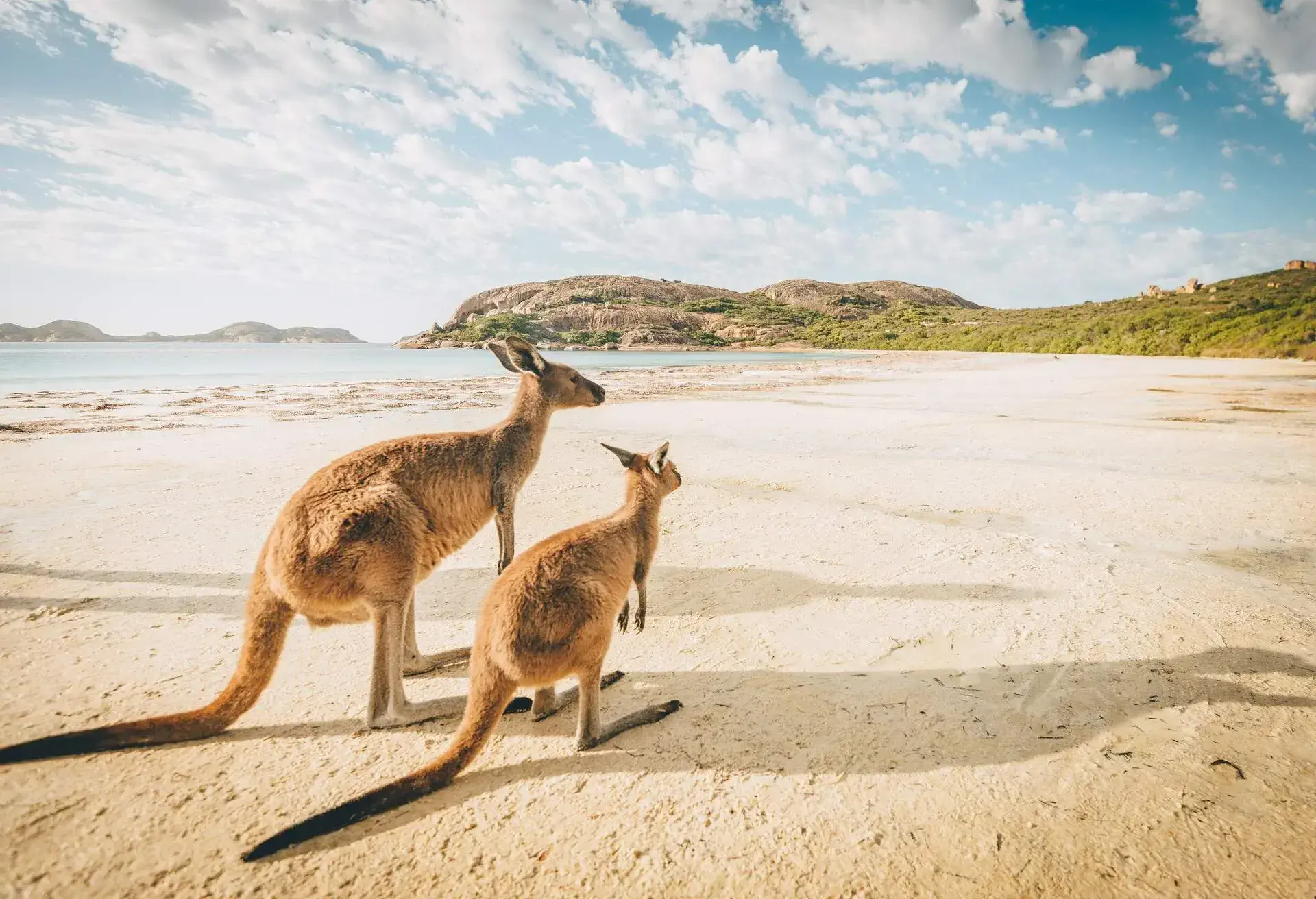 AUSTRALIA_LUCKY_BAY_BEACH_KANGAROOS