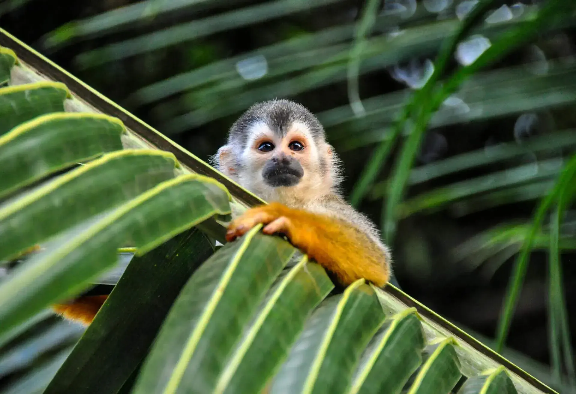 Squirrel Monkey hanging on palm leaf in Costa Rica, Central America.