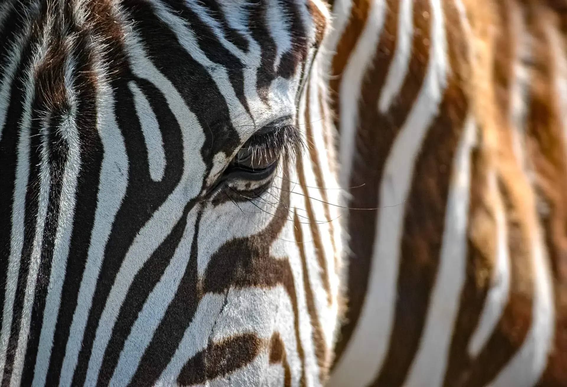 zebras