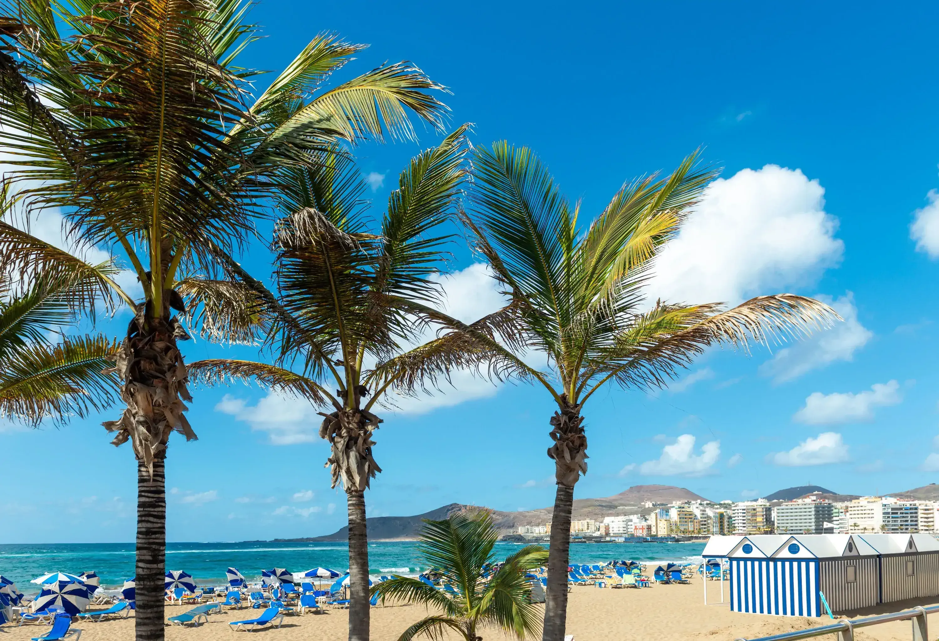 A lively beach with numerous blue and white beach umbrellas and chairs, bordered by palm trees and overlooking calm ocean waters and a city on the horizon.