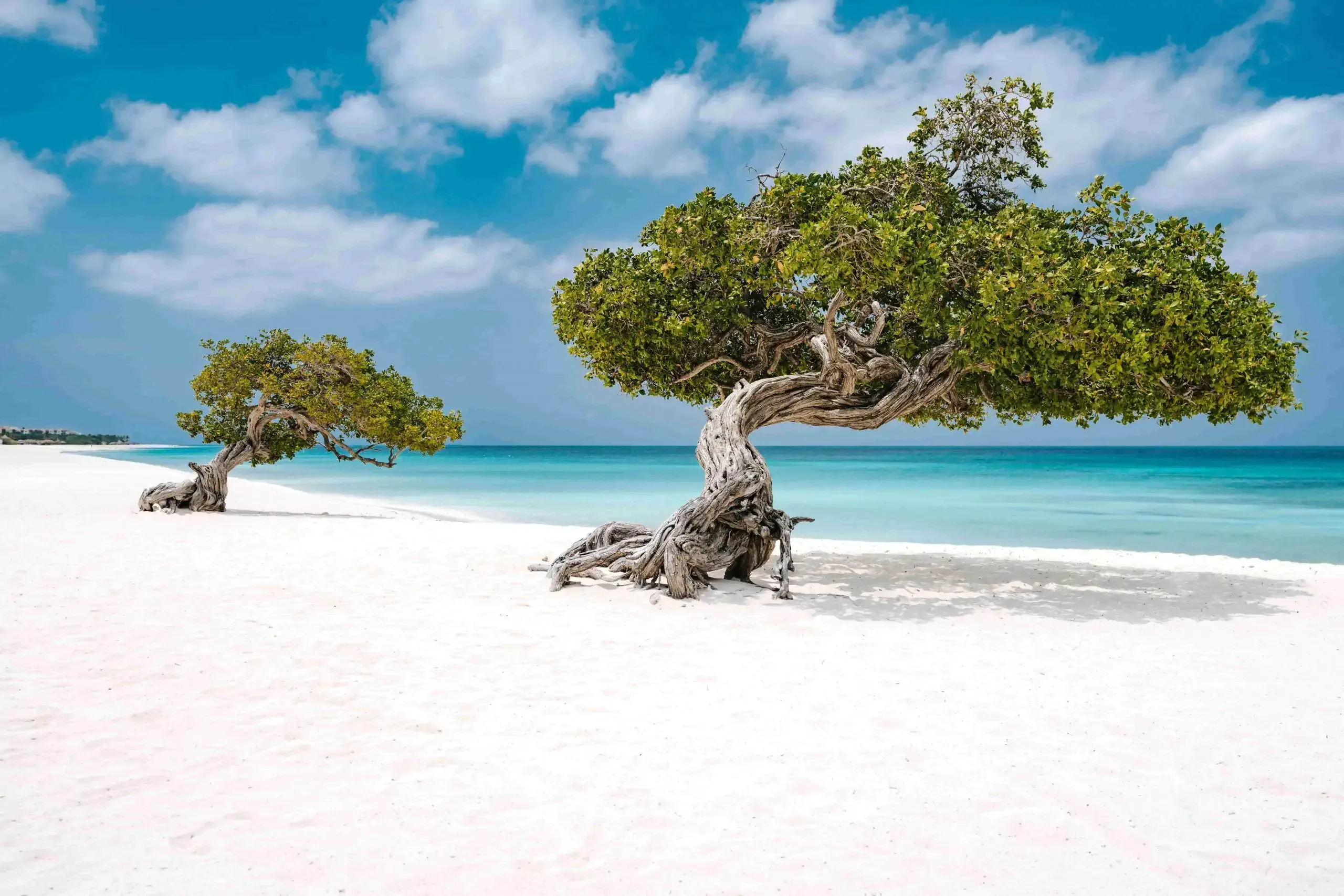 Fofoti Trees at eagle beach Aruna